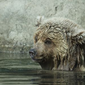 Grizzly bear/ Ursus arctos ssp.