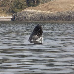 Humpback whale/ Megaptera novaeangliae