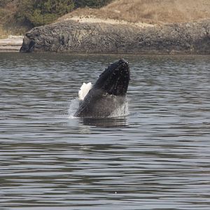 Humpback whale/ Megaptera novaeangliae
