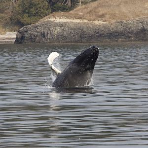 Humpback whale/ Megaptera novaeangliae
