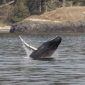 Humpback whale/ Megaptera novaeangliae