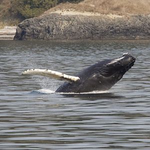Humpback whale/ Megaptera novaeangliae