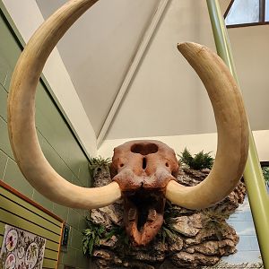 Tree Hill Nature Center - Mammoth skull