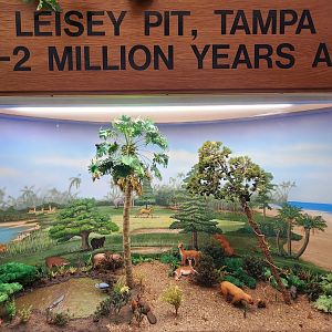 Tree Hill Nature Center - Diorama example