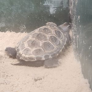 Tree Hill Nature Center - Diamondback Terrapin