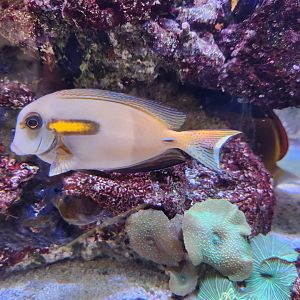 Tree Hill Nature Center - Surgeonfish