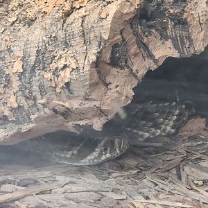 Tree Hill Nature Center - Hiding diamondback