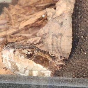 Tree Hill Nature Center - Cottonmouth