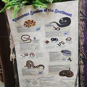 Tree Hill Nature Center - Venomous snakes of Florida