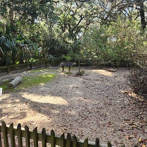 Tree Hill Nature Center - Gopher Tortoise yard