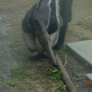 Giant Anteater (Myrmecophaga tridactyla)