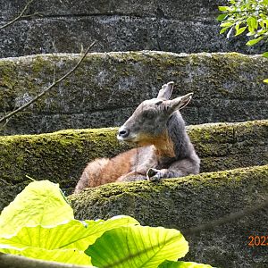 Taiwan Serow (Capricornis swinhoei)