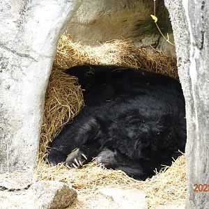 Taiwan Black Bear (Ursus thibetanus formosanus)