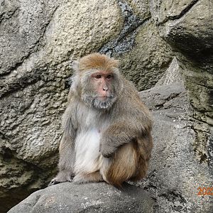 Taiwan Rock Macaque (Macaca cyclopis)
