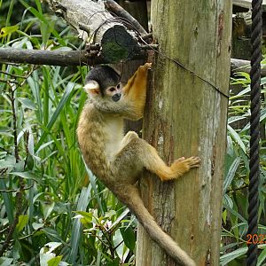 Bolivian Squirrel Monkey (Saimiri boliviensis boliviensis)