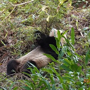 Giant Panda (Ailuropoda melanoleuca)