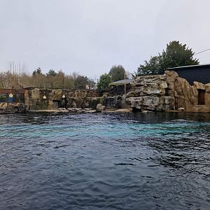 South American Sea Lion exhibit