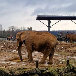 African elephant yard