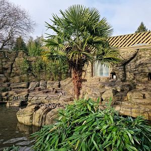Smooth-coated Otter exhibit