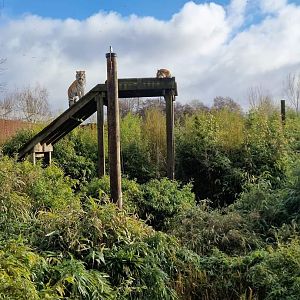 Siberian Tiger exhibit
