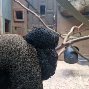Guianan Bearded Saki