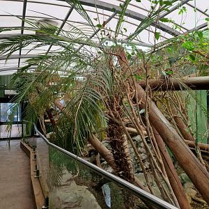 Green Iguana exhibit