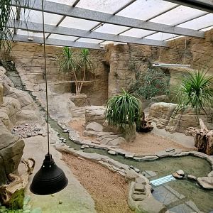 Rhinoceros Iguana exhibit