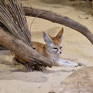 Fennec Fox