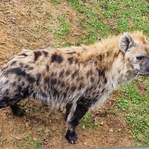 Spotted Hyena