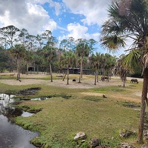 Jacksonville Zoo (2023) - Mixed savanna exhibit