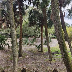 Jacksonville Zoo (2023) - Bongo/Yellow-backed Duiker exhibit