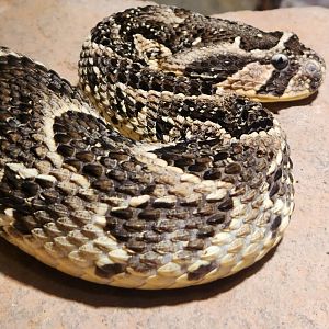 Jacksonville Zoo (2023) - Puff Adder
