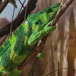 Jacksonville Zoo (2023) - Meller's Chameleon