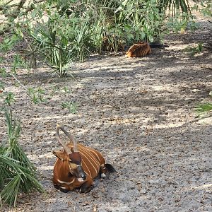 Jacksonville Zoo (2023) - Bongo