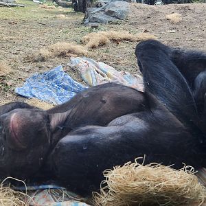 Jacksonville Zoo (2023) - America's Next Top Model?