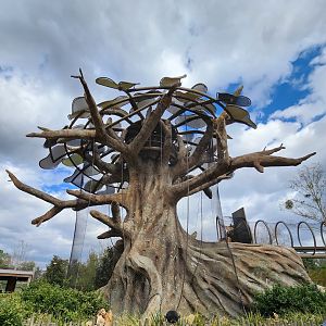 Jacksonville Zoo (2023) - Kapok tree