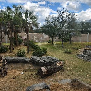Jacksonville Zoo (2023) - Gorilla habitat