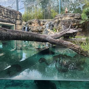 Jacksonville Zoo (2023) - Jaguar exhibit