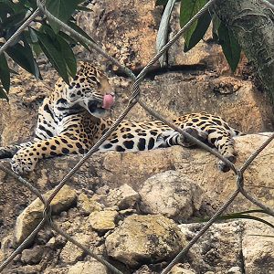 Jacksonville Zoo (2023) - Jaguar