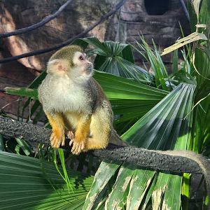 Jacksonville Zoo (2023) - Common Squirrel Monkey