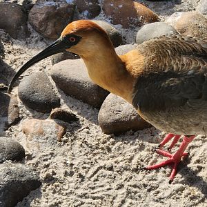 Jacksonville Zoo (2023) - Black-faced Ibis