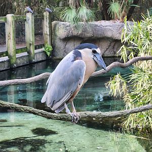 Jacksonville Zoo (2023) - Boat-billed Heron
