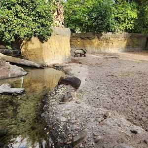 Jacksonville Zoo (2023) - Warty Pig enclosure