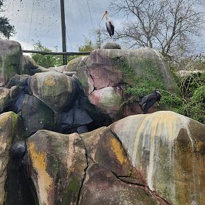 Jacksonville Zoo (2023) - Stork cliff