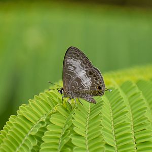 Transparent 6-Line Blue, Nacaduba kurava