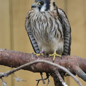 American Kestrel (Falco sparverius)