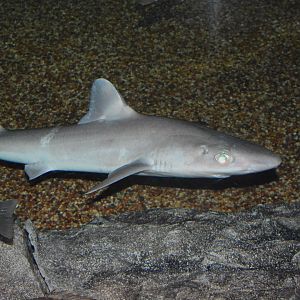 Shortspine spurdog (Squalus mitsukurii)
