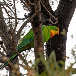 Superb Parrot
