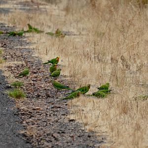 Superb Parrots