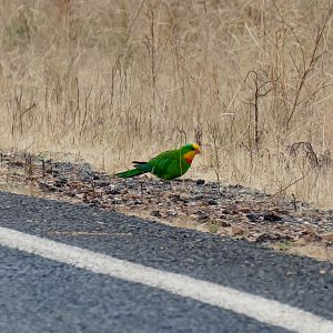 Superb Parrot